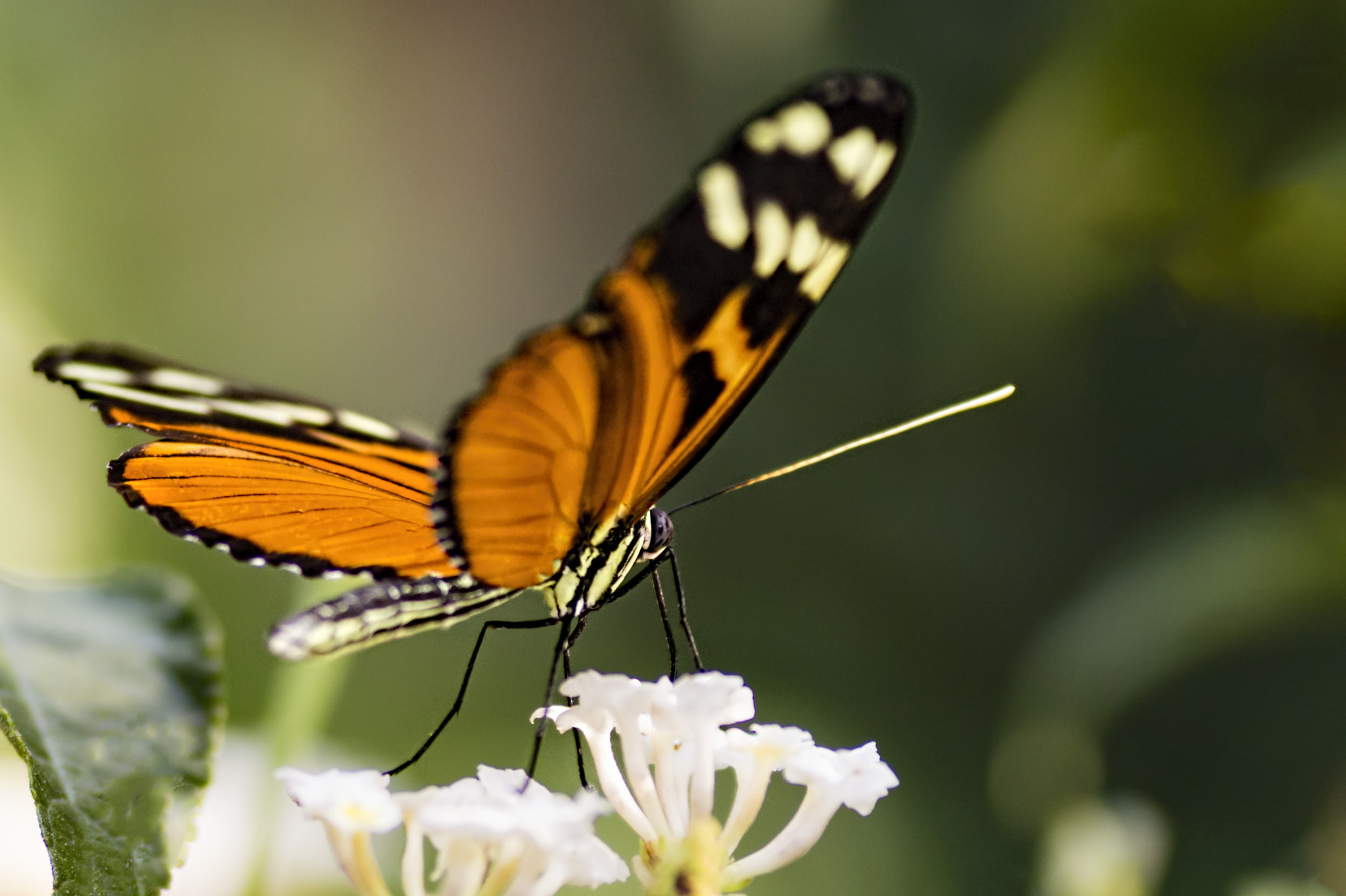 Canon EOS 700D (EOS Rebel T5i / EOS Kiss X7i) + Tamron SP AF 90mm F2.8 Di Macro sample photo. M&m (monarch&macro) photography