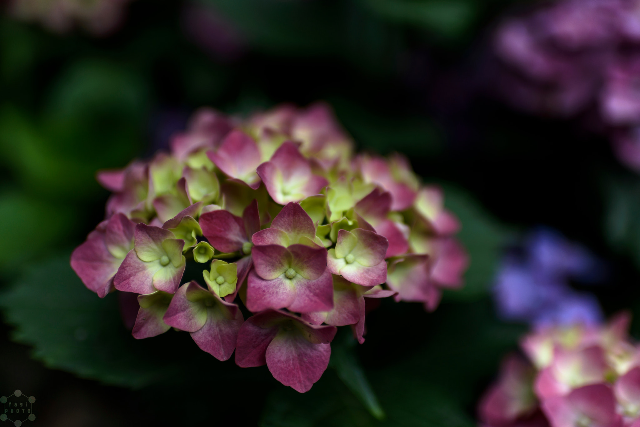 Nikon D800 + ZEISS Distagon T* 35mm F1.4 sample photo. At a flower bed of roadside photography