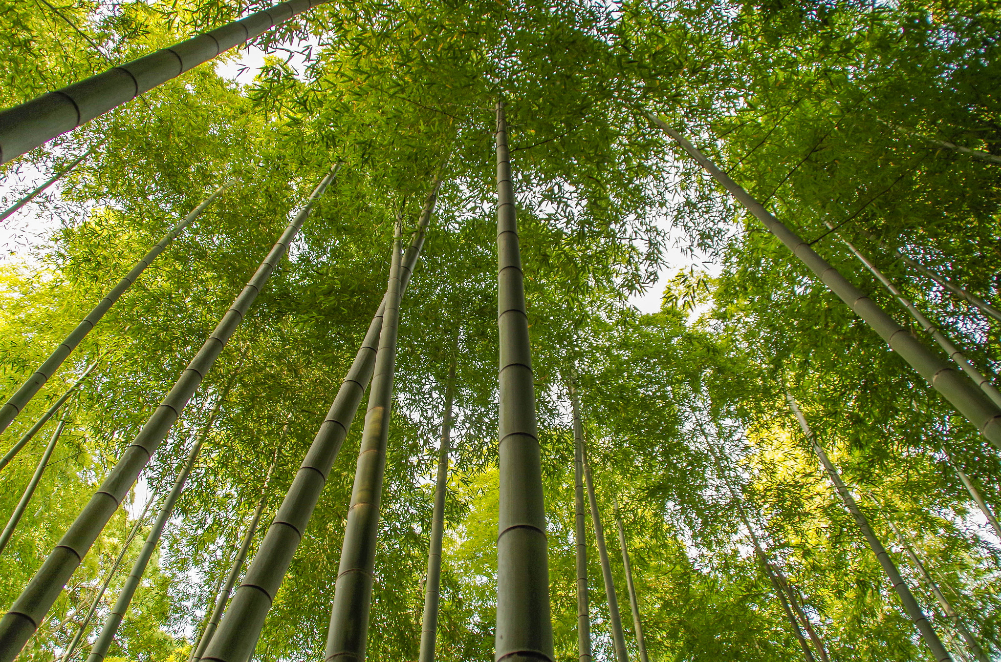 Pentax K-30 sample photo. Bamboo photography
