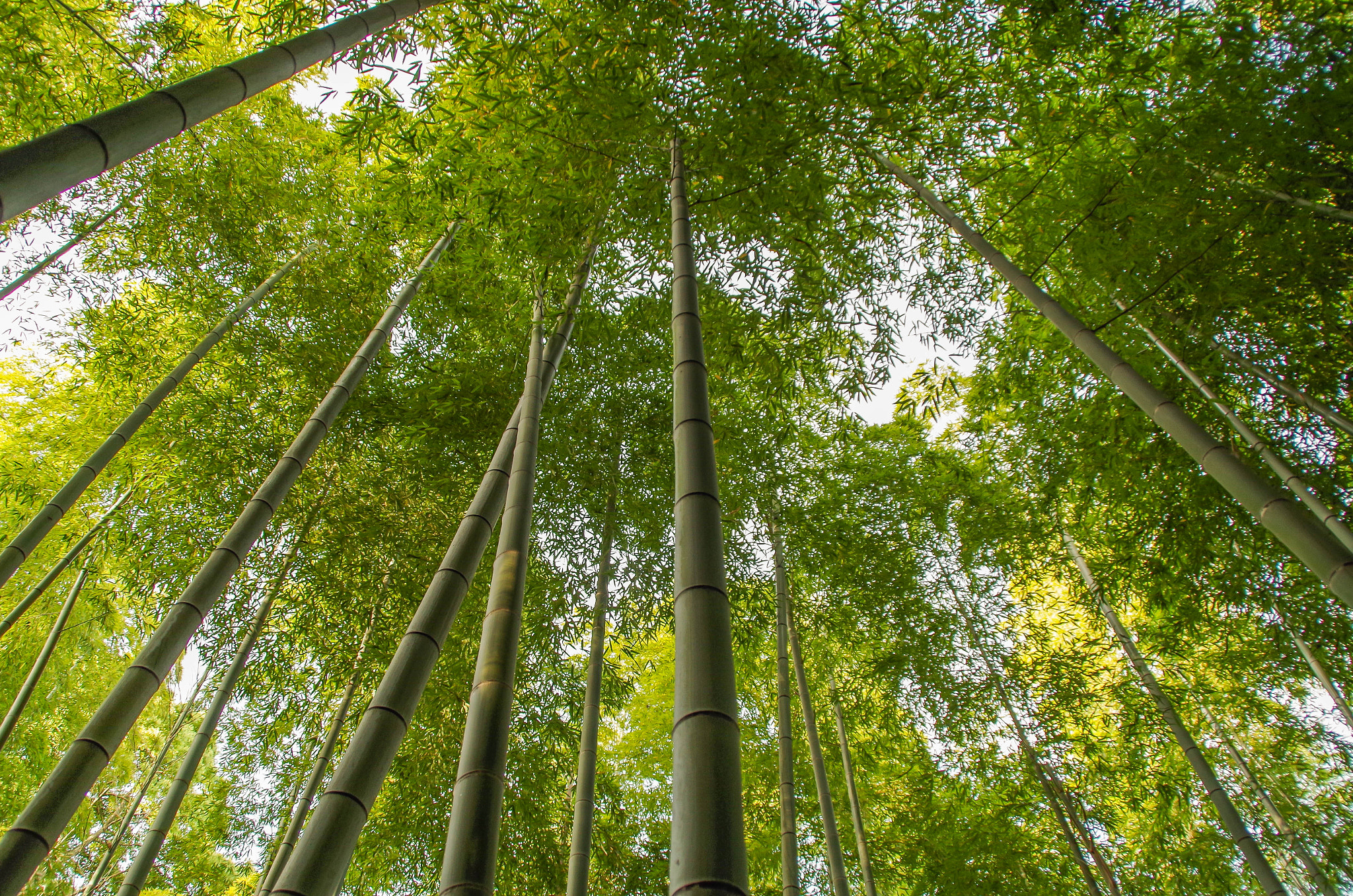 Tamron AF 18-200mm F3.5-6.3 XR Di II LD Aspherical (IF) Macro sample photo. Bamboo photography
