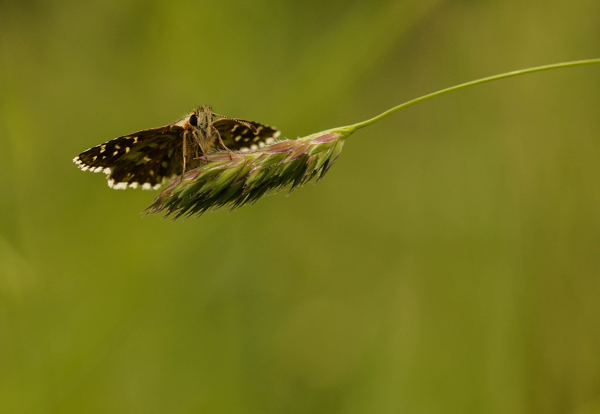 Sony SLT-A57 + 105mm F2.8 sample photo. Une touche de marron photography