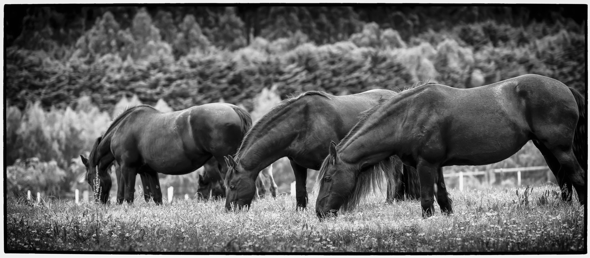 Canon EOS-1Ds Mark III sample photo. Friesians grazing photography