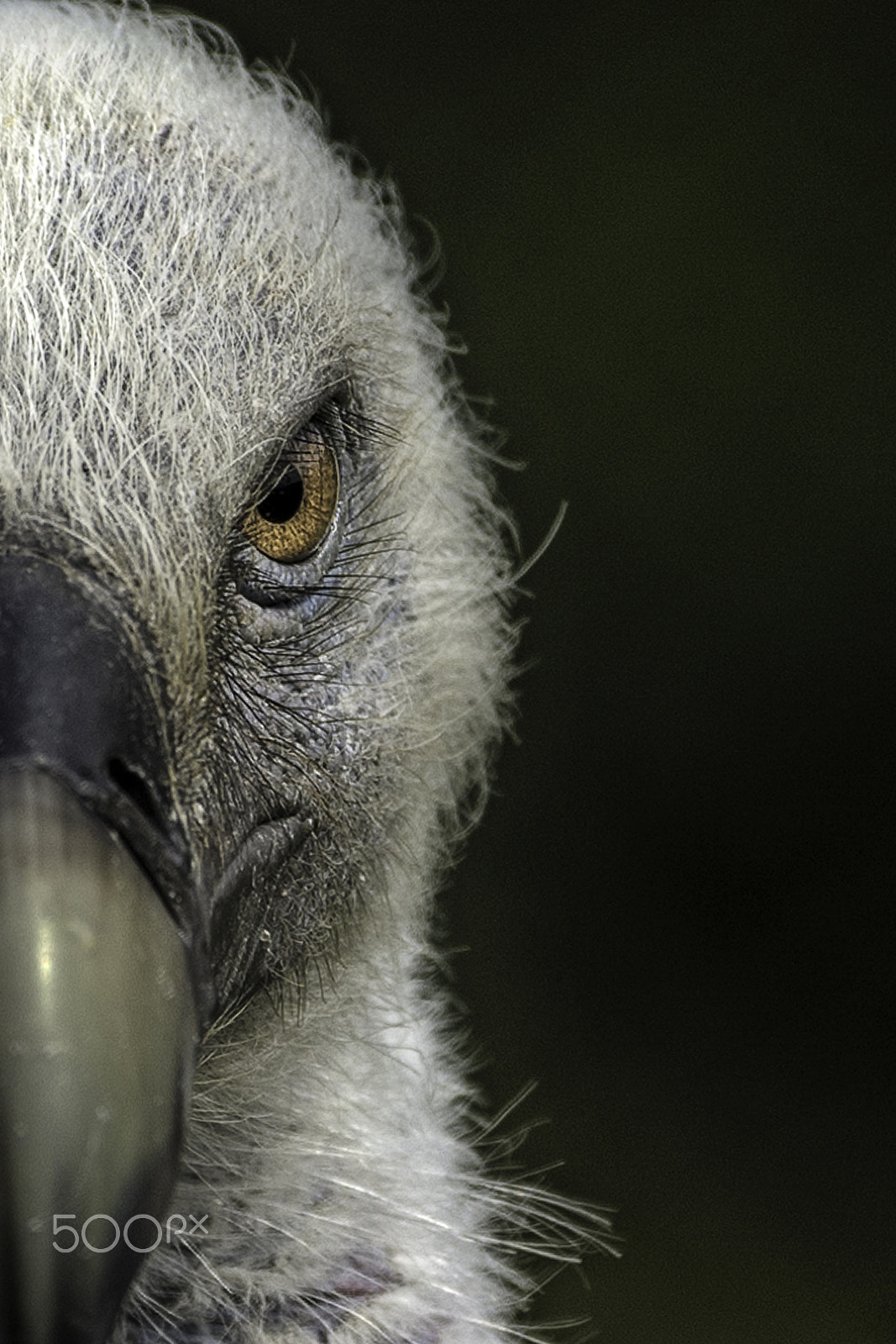 Nikon D3S sample photo. Eye contact photography