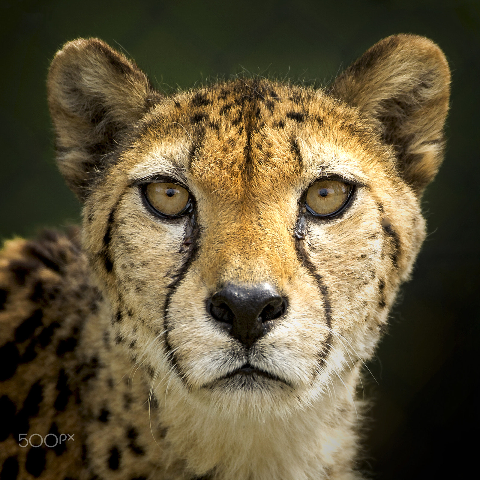Nikon D3S sample photo. Eye contact photography