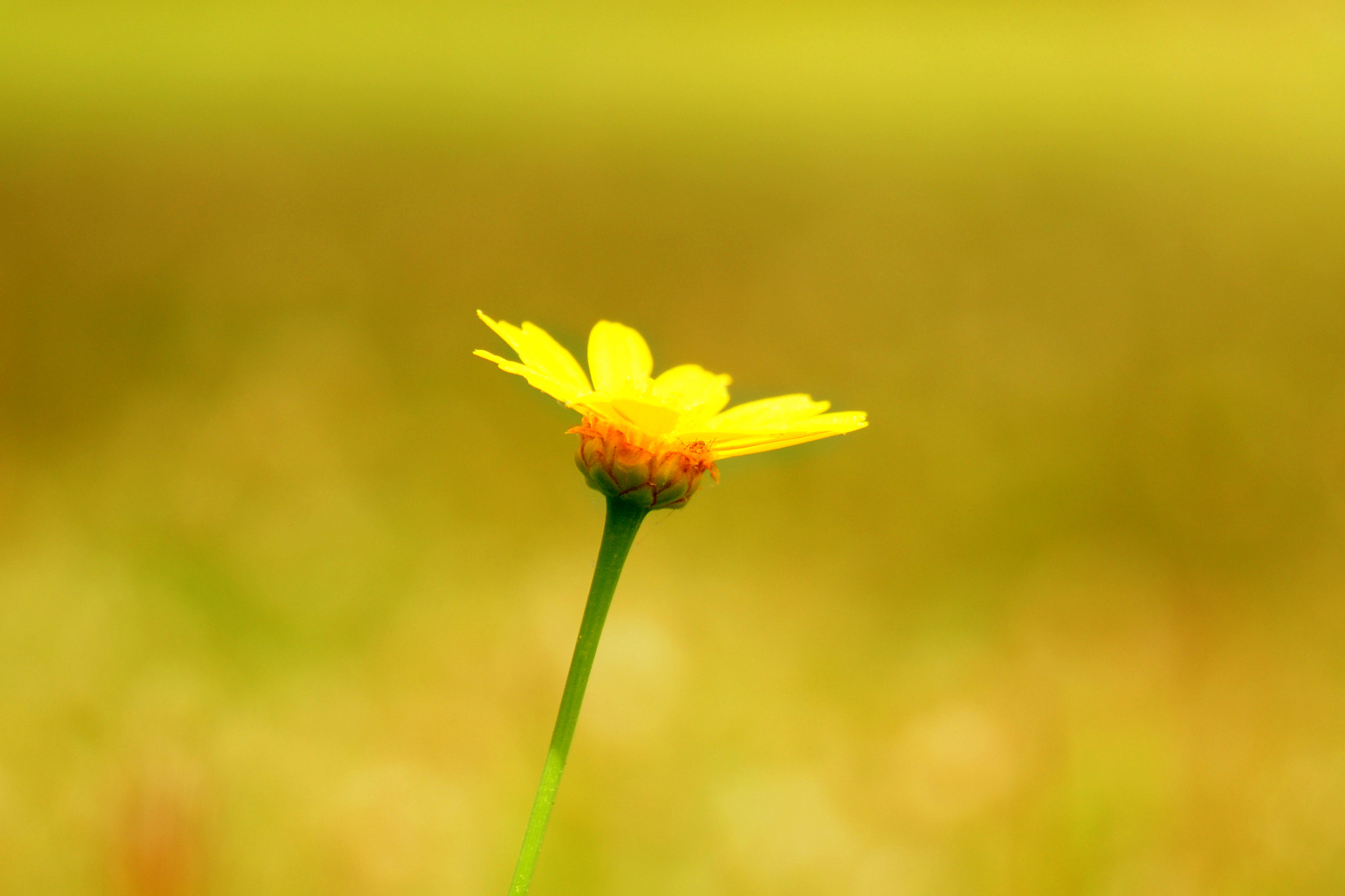 Nikon AF Nikkor 24-85mm F2.8-4D IF sample photo. Flowers photography
