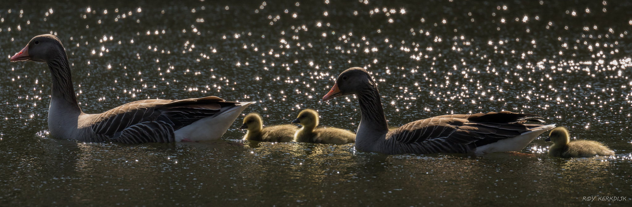 Canon EF 100-400mm F4.5-5.6L IS II USM sample photo. Imgl8505.jpg photography