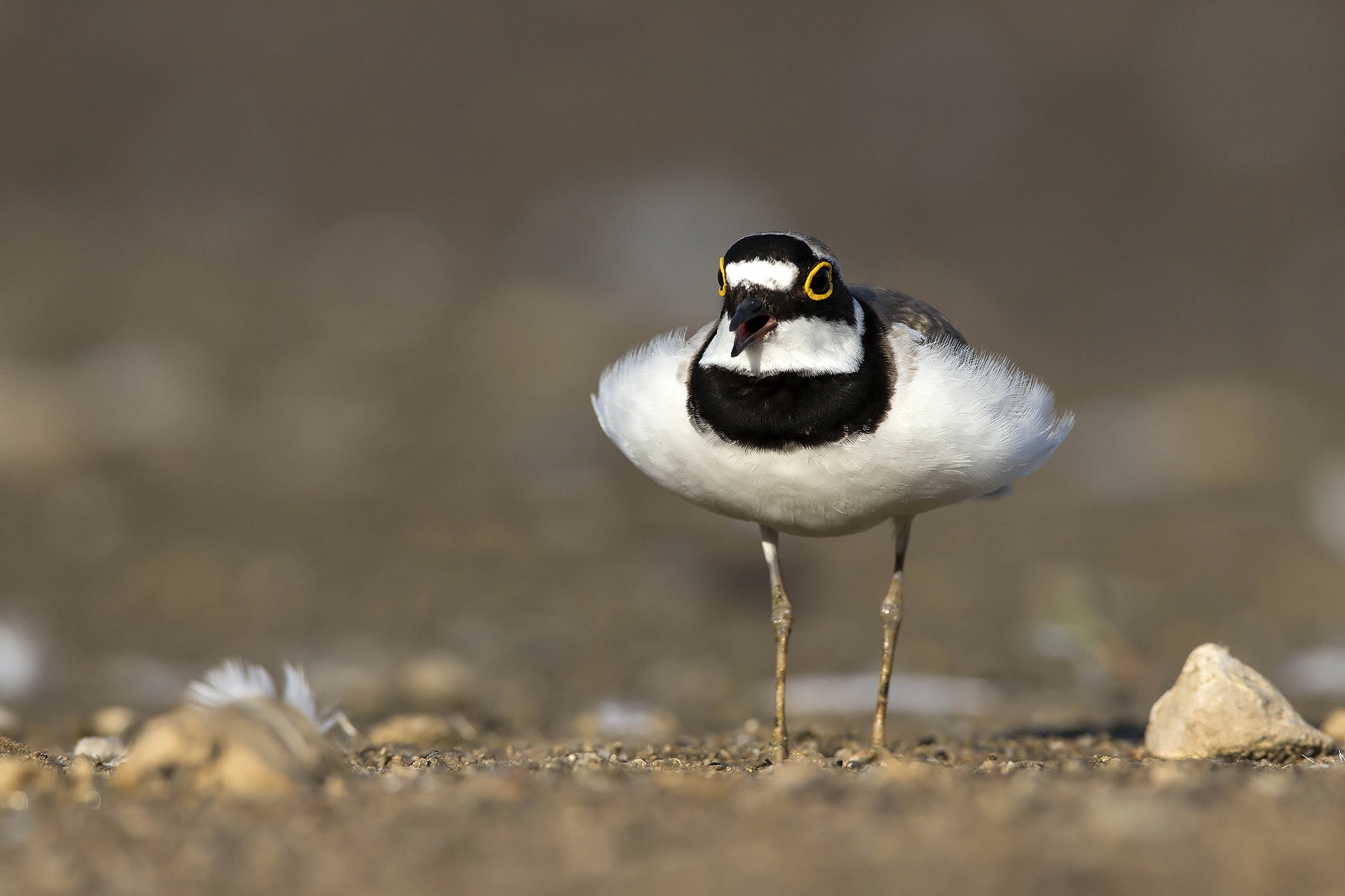 Canon EOS-1D X + Canon EF 600mm f/4L IS sample photo. Little ringed plover photography