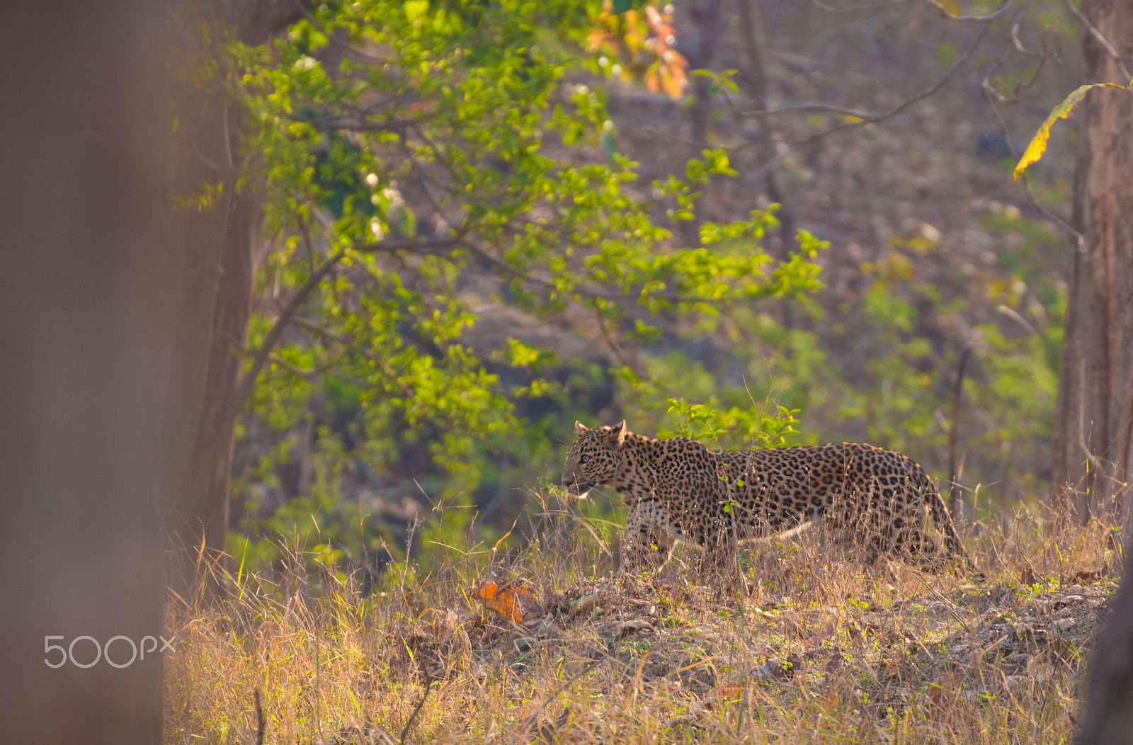 Canon EF 100-400mm F4.5-5.6L IS II USM sample photo. Daemon photography