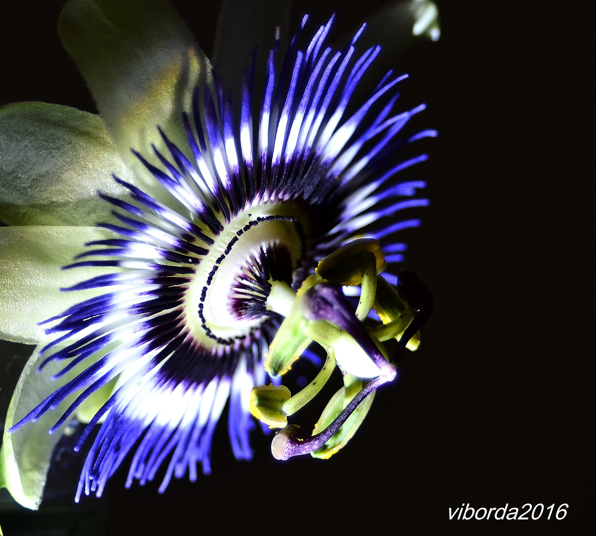 AF Zoom-Nikkor 35-70mm f/3.3-4.5 sample photo. Fiori da laboratorio photography
