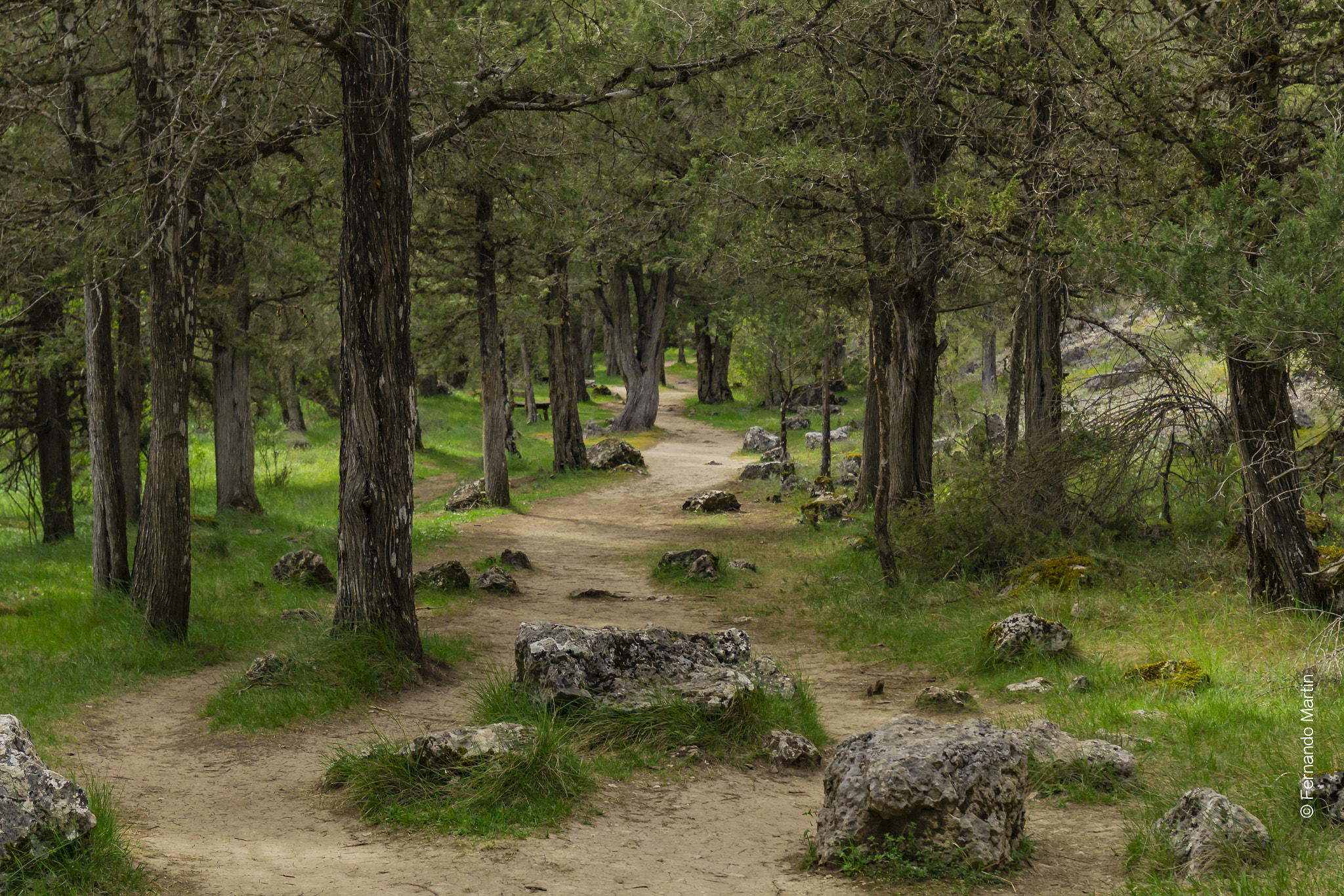 Canon EOS 60D + Canon EF 16-35mm F4L IS USM sample photo. Bosque photography
