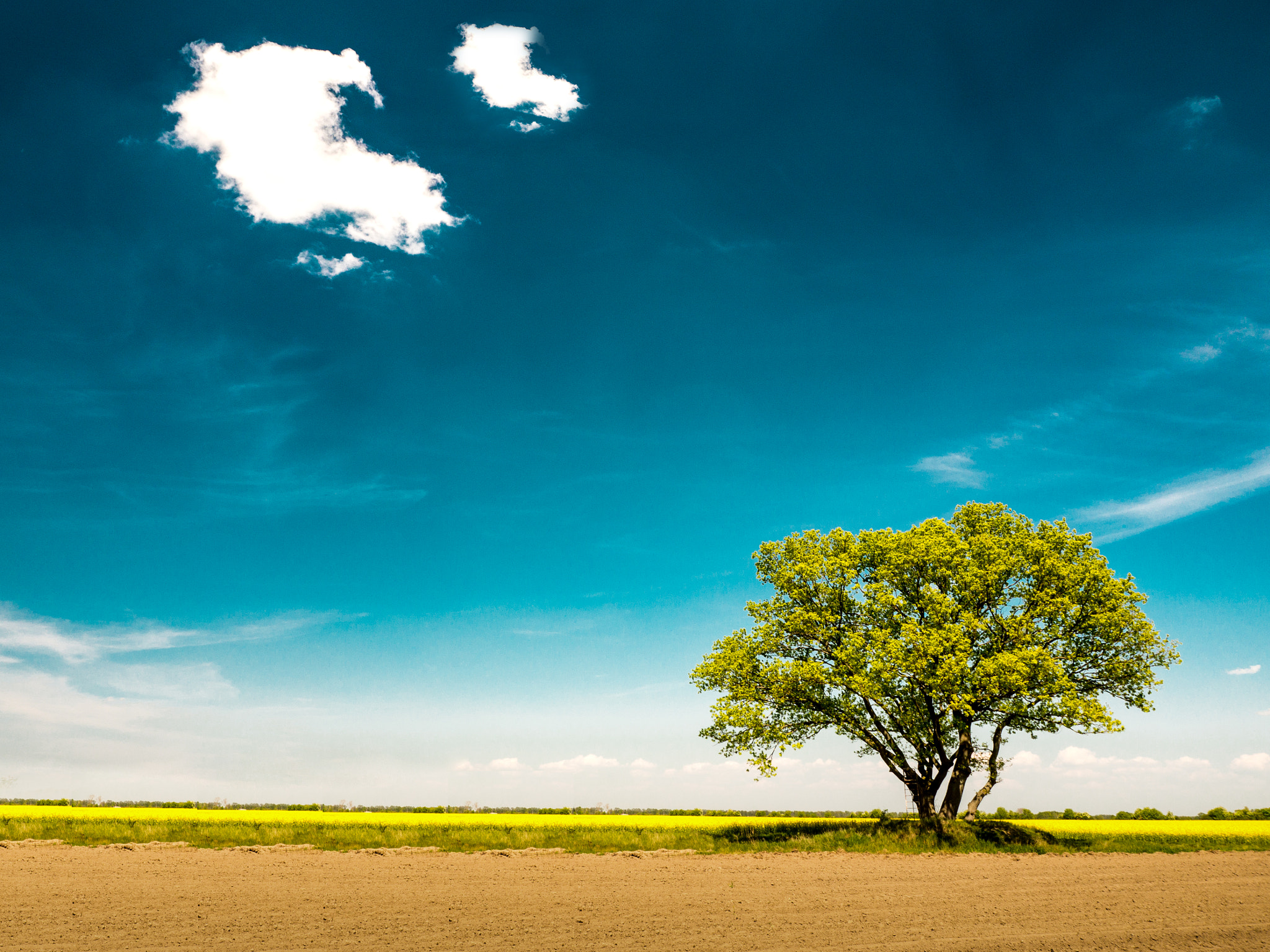 OLYMPUS M.12-50mm F3.5-6.3 sample photo. Lonely tree photography