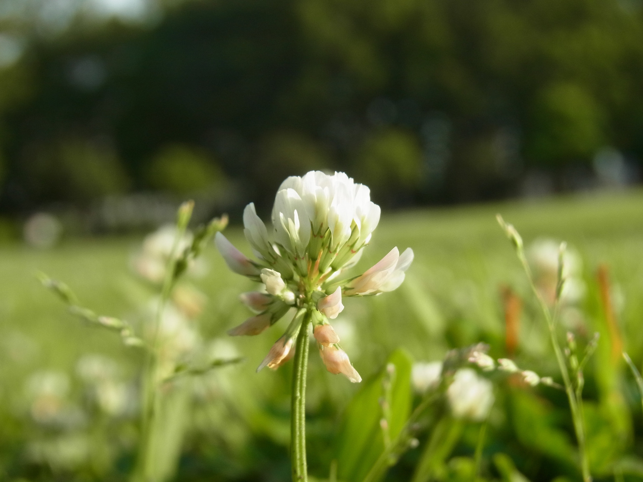Ricoh CX4 sample photo
