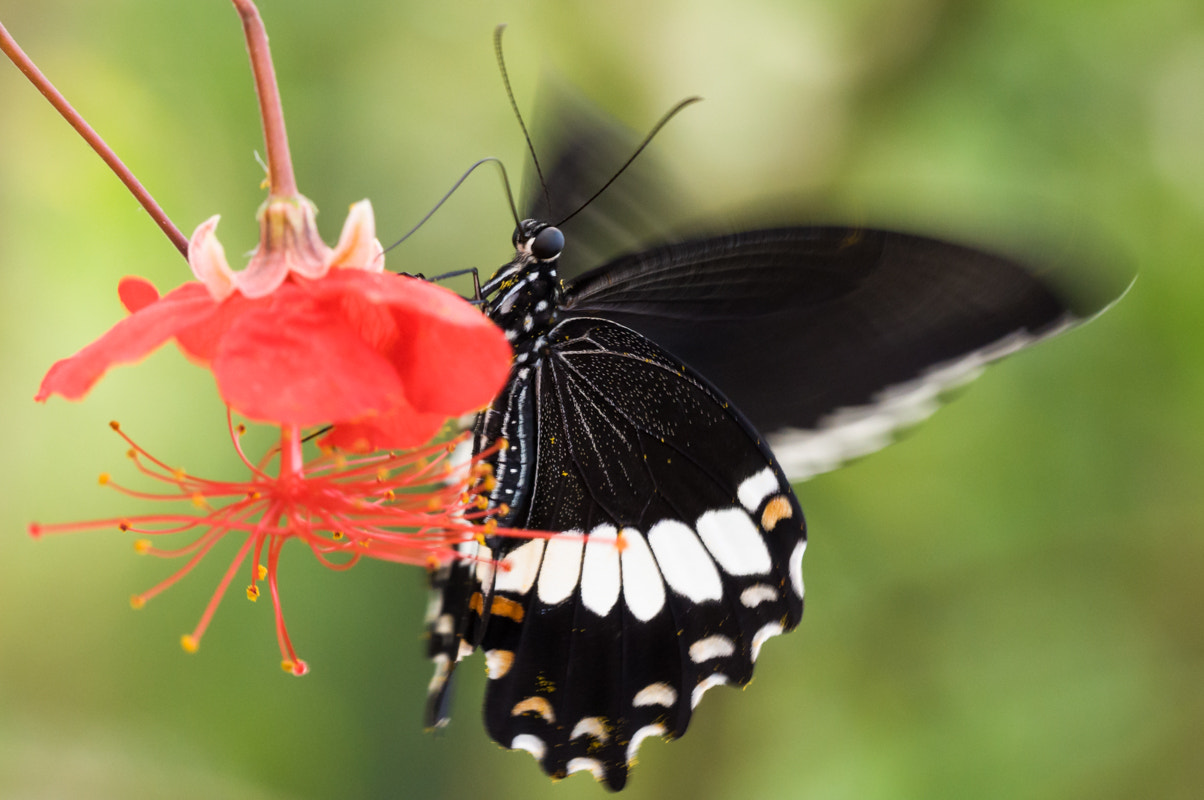 Sigma 150mm F2.8 EX DG Macro HSM sample photo. Motion photography