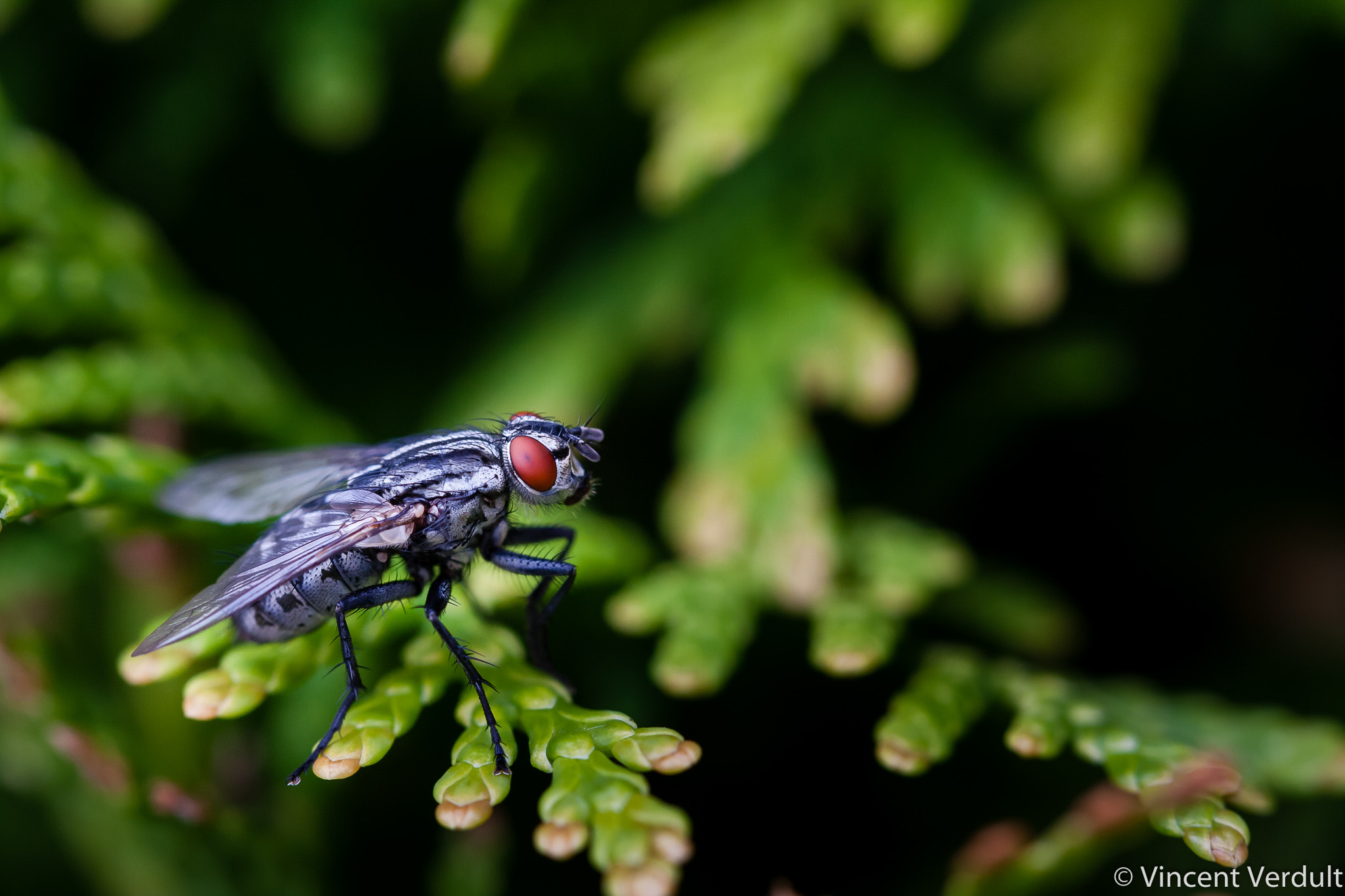 Canon EOS 40D + Canon EF 100mm F2.8L Macro IS USM sample photo. House fly photography