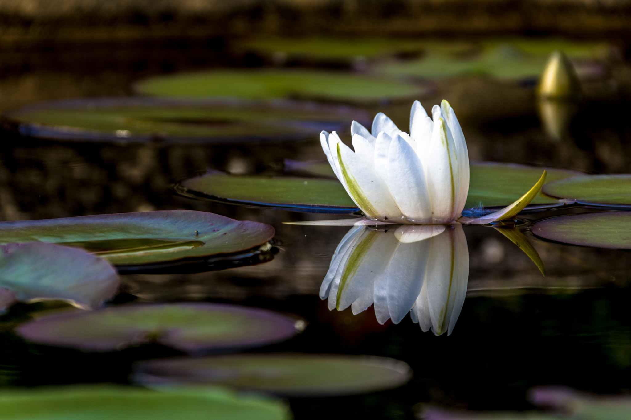 Sigma 18-300mm F3.5-6.3 DC Macro HSM sample photo. Seerose photography