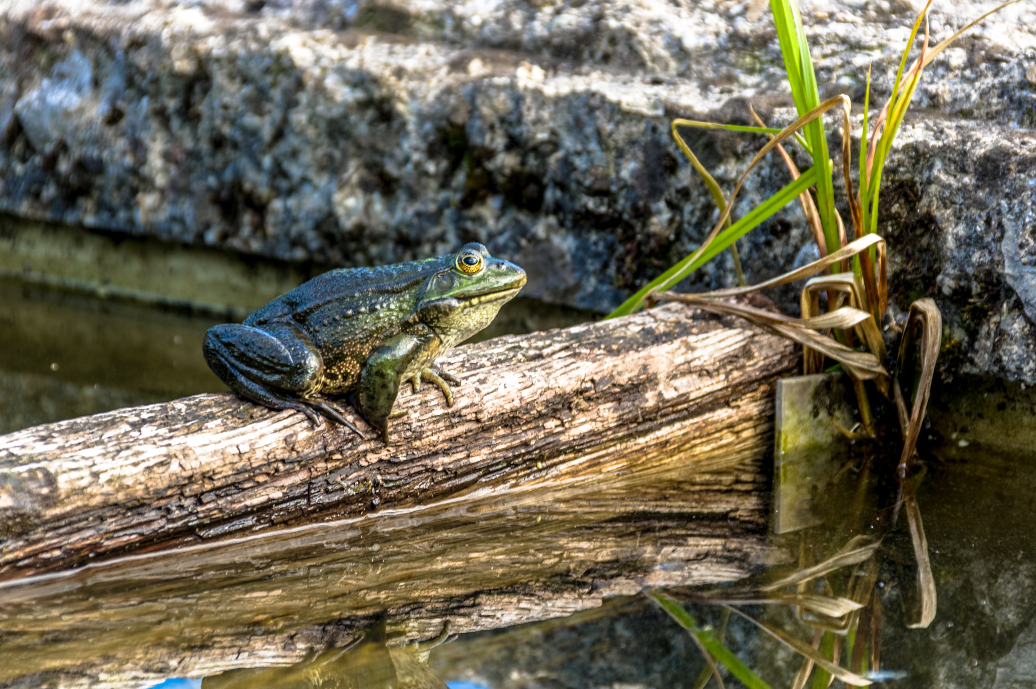 Sigma 18-300mm F3.5-6.3 DC Macro HSM sample photo. Toad photography