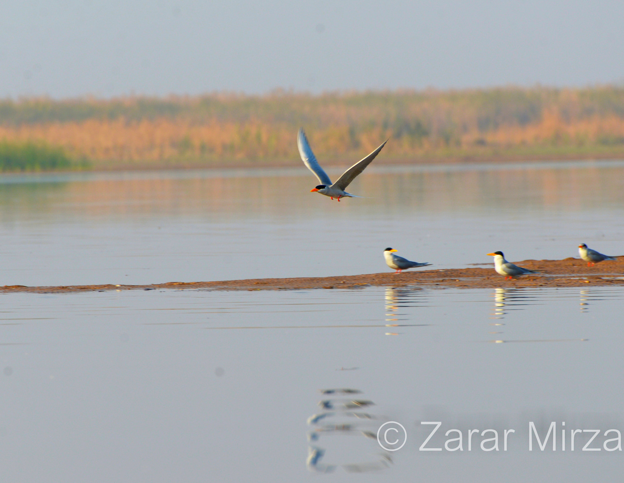 Sigma 18-125mm F3.8-5.6 DC OS HSM sample photo. Flock of river terns photography