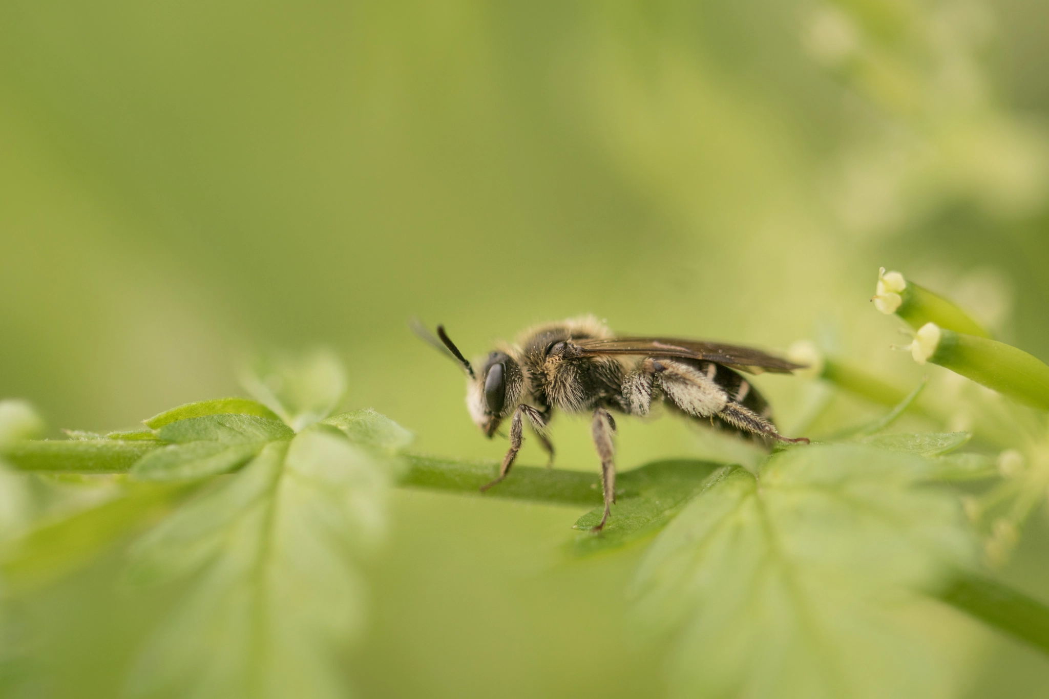 Sony ILCA-77M2 + 90mm F2.8 Macro SSM sample photo. Andrena proxima wild bee photography
