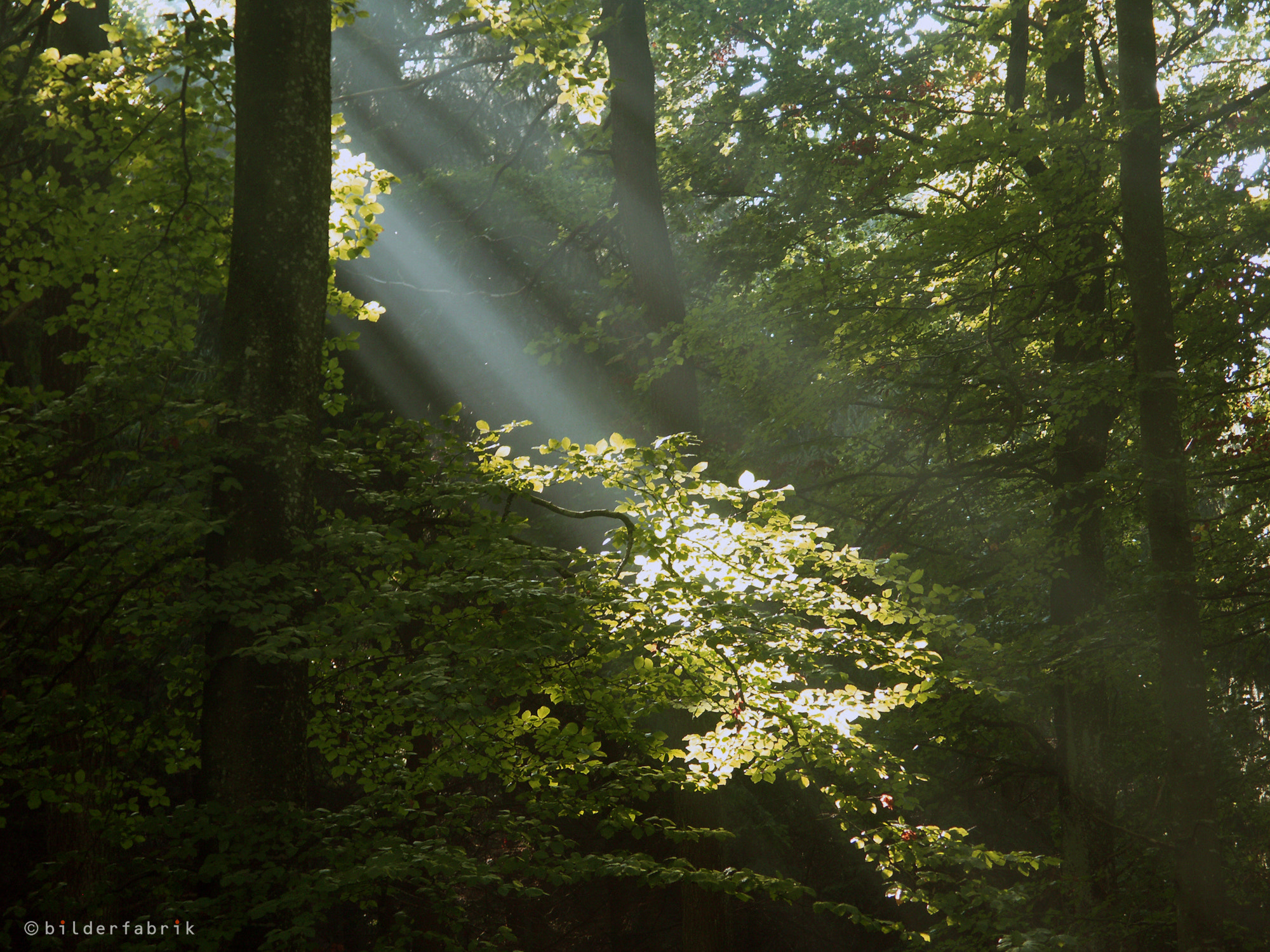 KONICA MINOLTA DiMAGE A2 sample photo. Hope photography