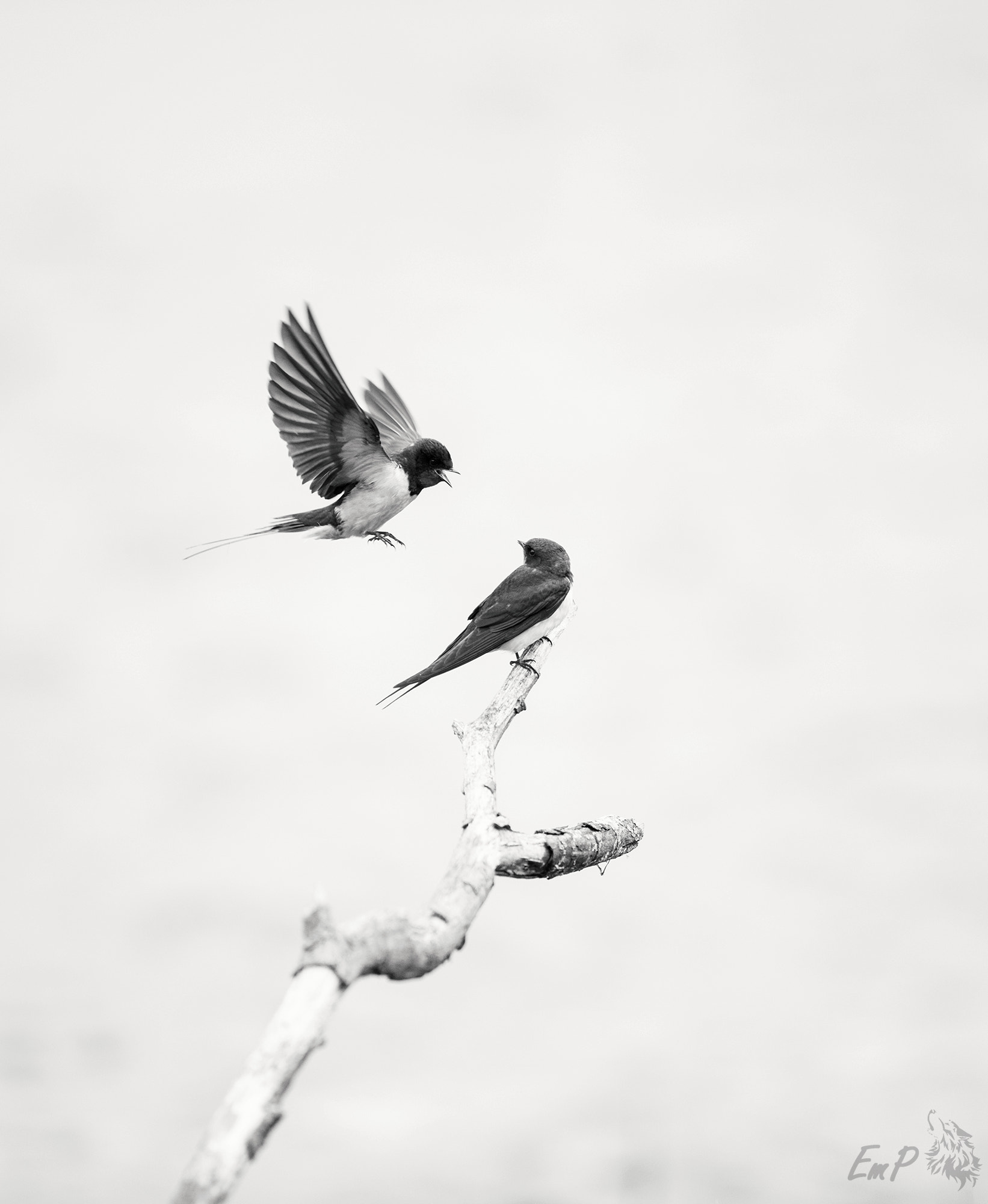 Nikon AF-S Nikkor 400mm F2.8G ED VR II sample photo. Swallows photography