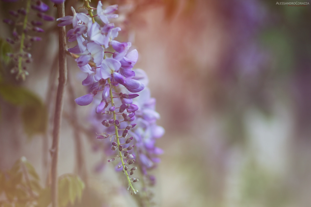 Canon EOS 40D + Canon EF 85mm F1.8 USM sample photo. Colors photography
