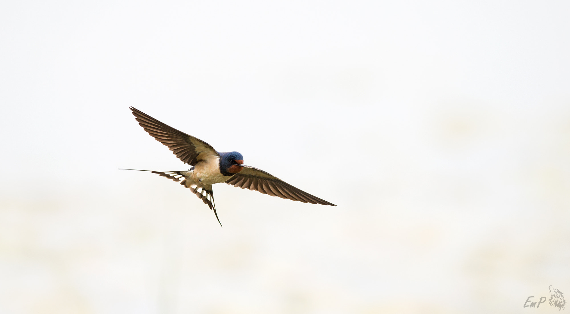 Nikon D800 + Nikon AF-S Nikkor 400mm F2.8G ED VR II sample photo. Swallow photography