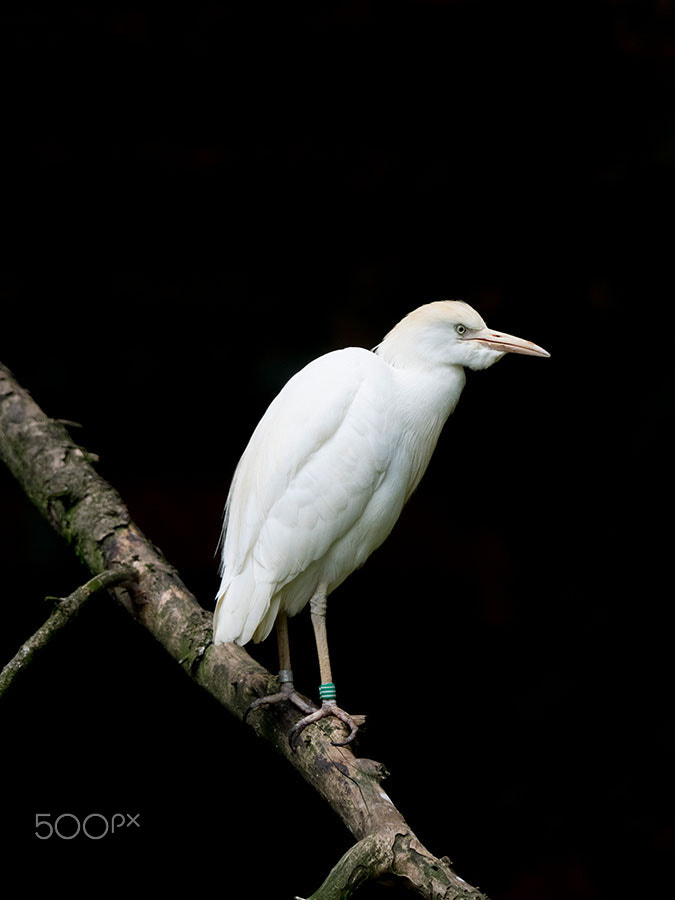 Olympus OM-D E-M1 + M.300mm F4.0 + MC-14 sample photo. Cattle egret photography