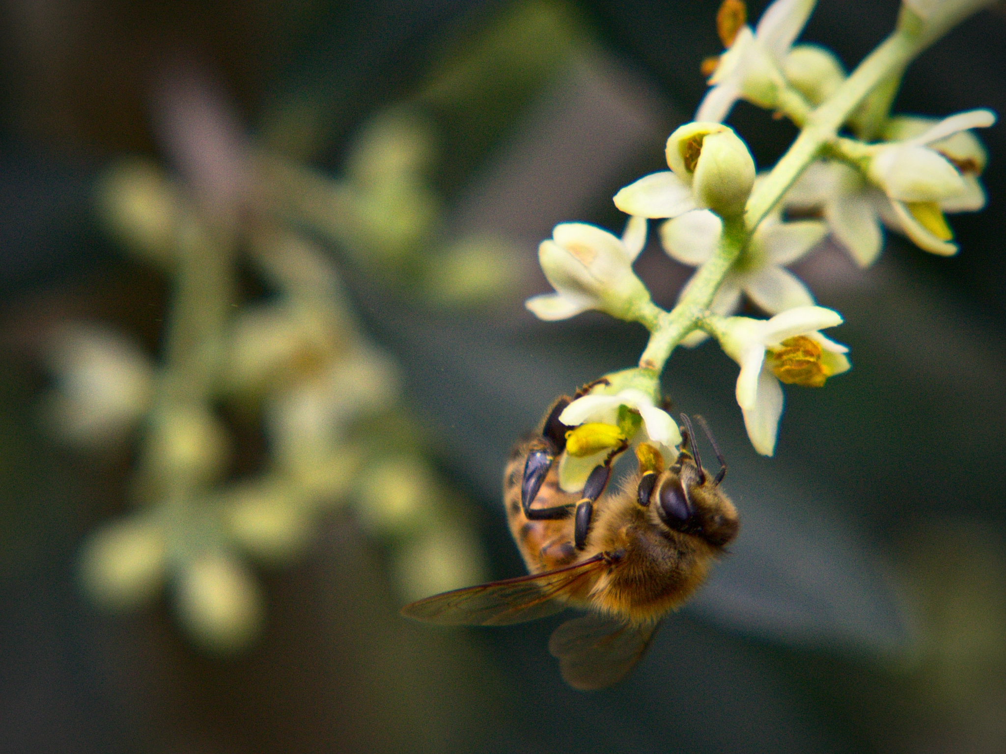 AF Zoom-Nikkor 80-200mm f/4.5-5.6D sample photo. Bee on olive flower. photography
