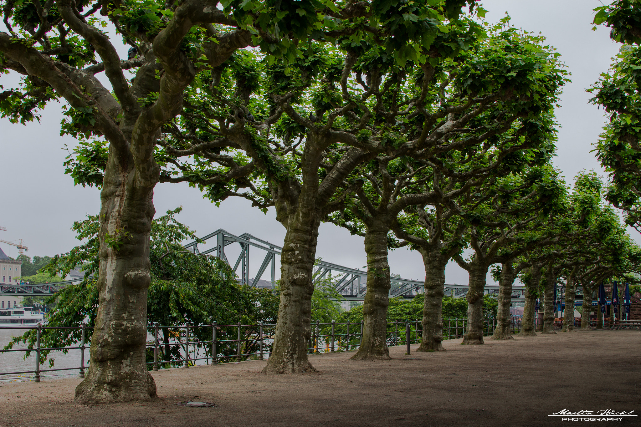 Canon EF 28-135mm F3.5-5.6 IS USM sample photo. Trees behind the bridge photography