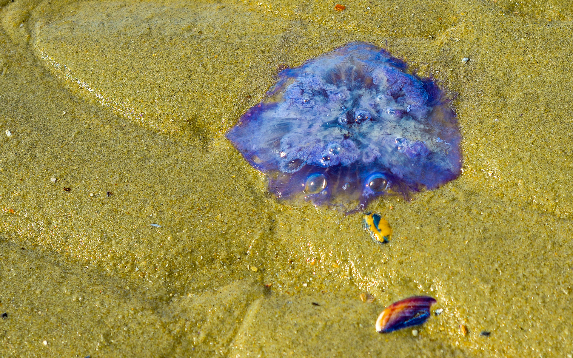 Nikon D800 + AF Nikkor 50mm f/1.8 sample photo. Blue jelly photography