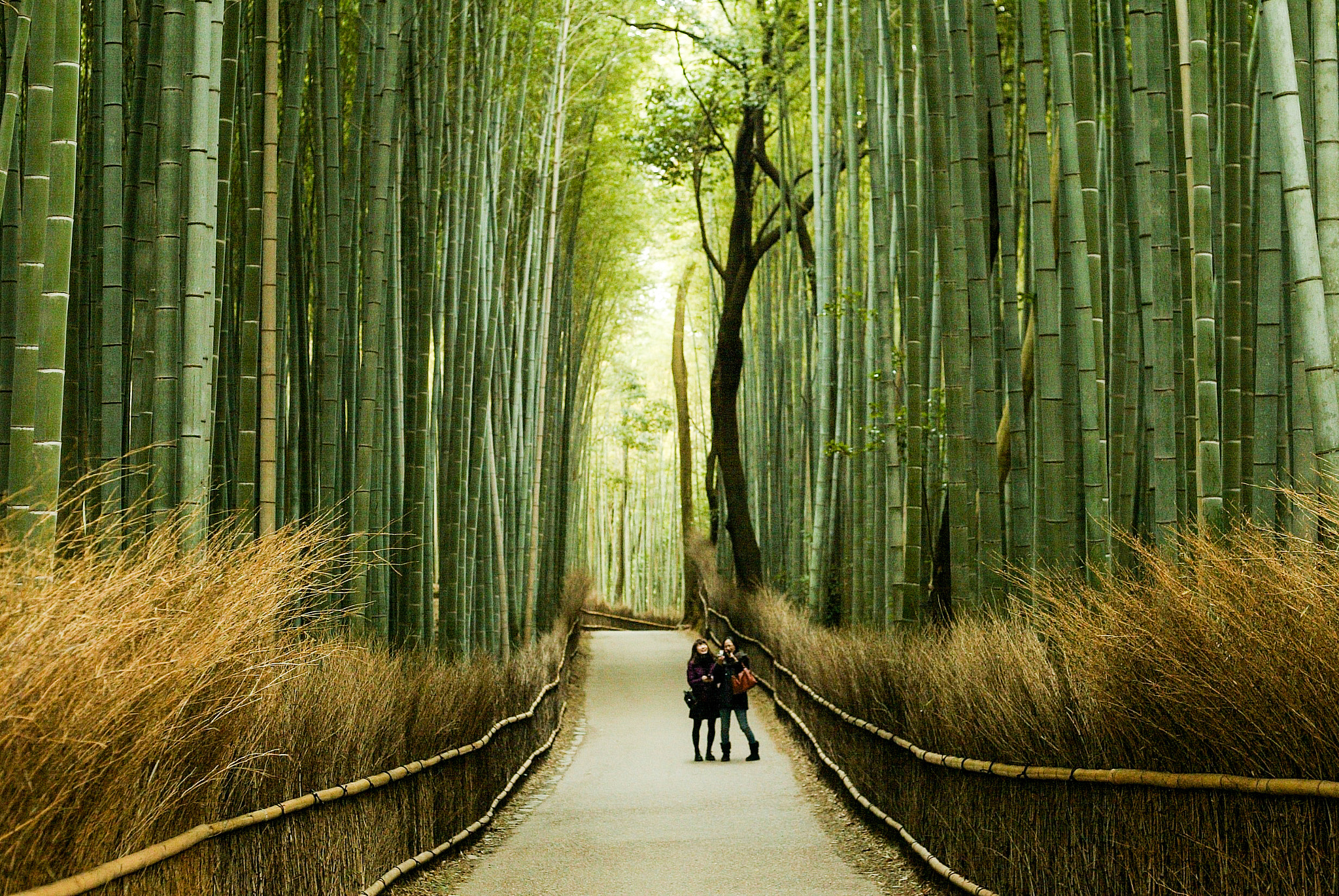 Canon EOS-1D + Canon EF 50mm F1.8 II sample photo. The bamboo forest photography