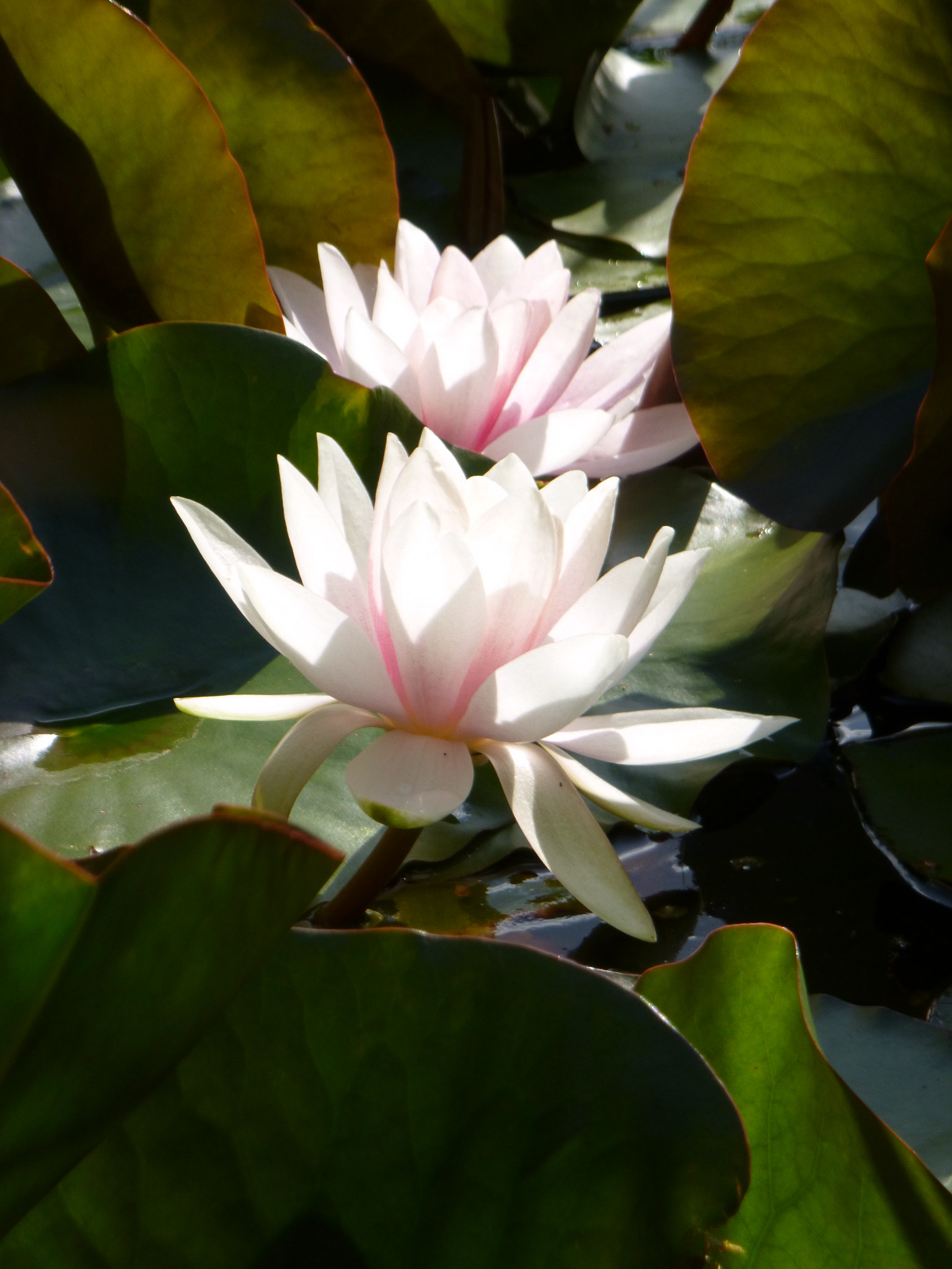 Panasonic DMC-FT30 sample photo. Waterlily duo photography