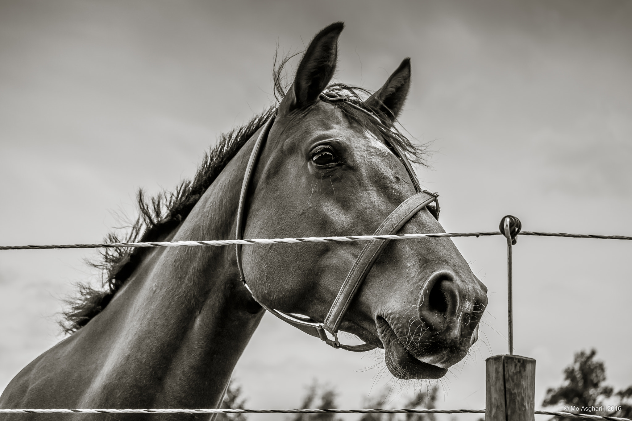 Fujifilm X-E2 + Fujifilm XC 50-230mm F4.5-6.7 OIS sample photo. Black horse.jpg photography