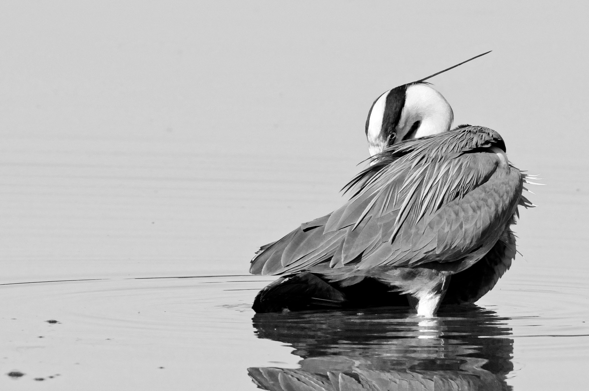 Pentax K-3 sample photo. Grey heron - airone cenerino photography