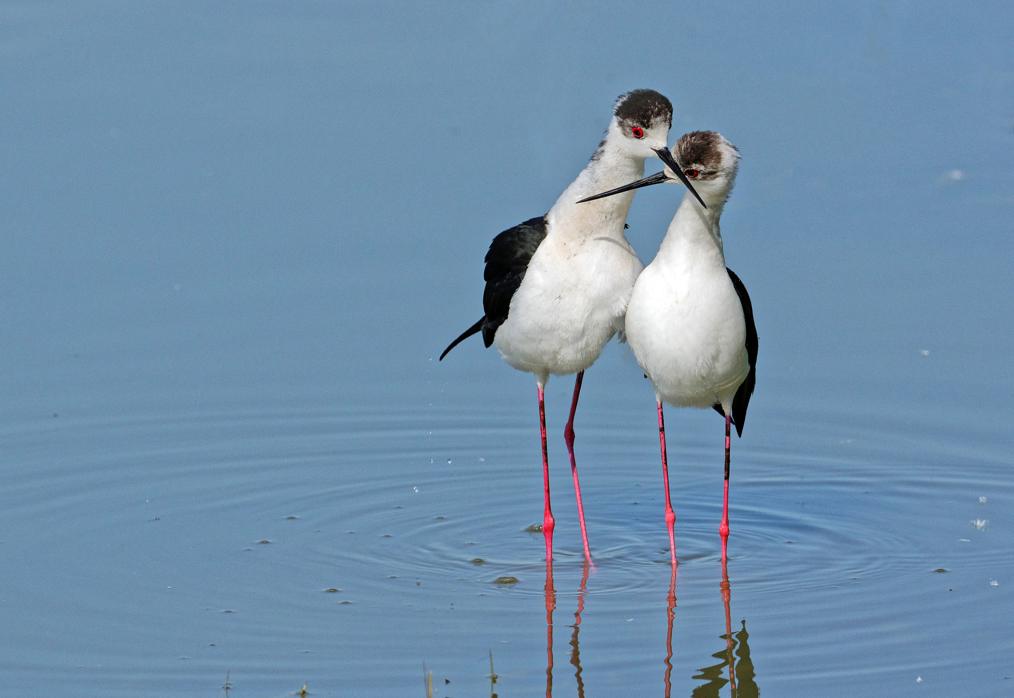 Pentax K-3 sample photo. Black-winged stilts - cavallieri d'italia photography