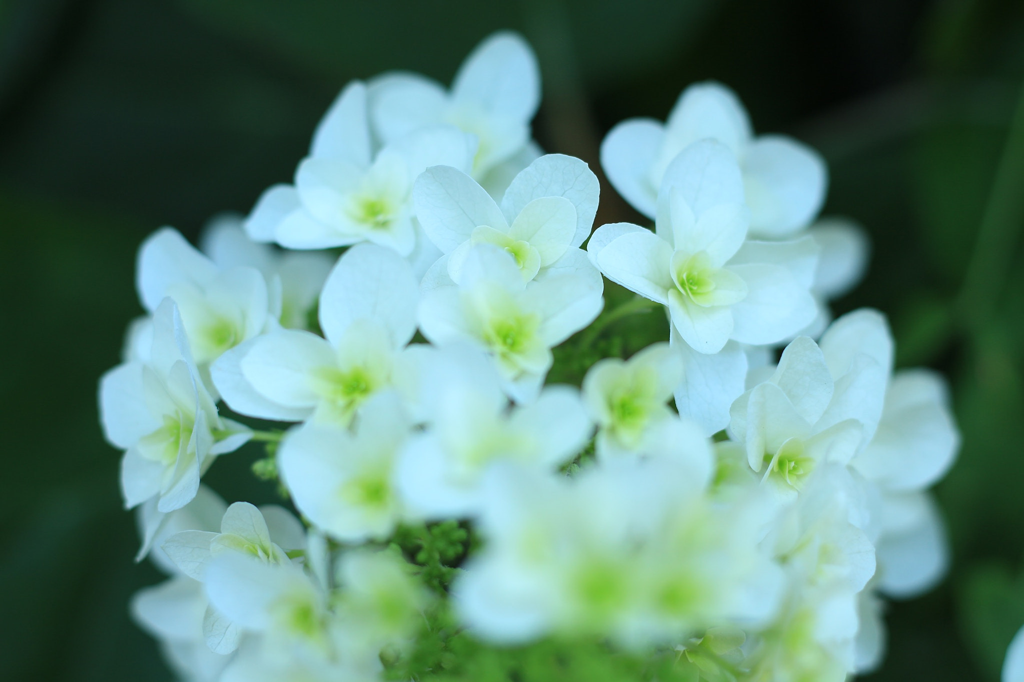 Canon EOS M + Canon EF 50mm F1.8 STM sample photo. Oakleaf hydrangea(柏葉紫陽花) photography