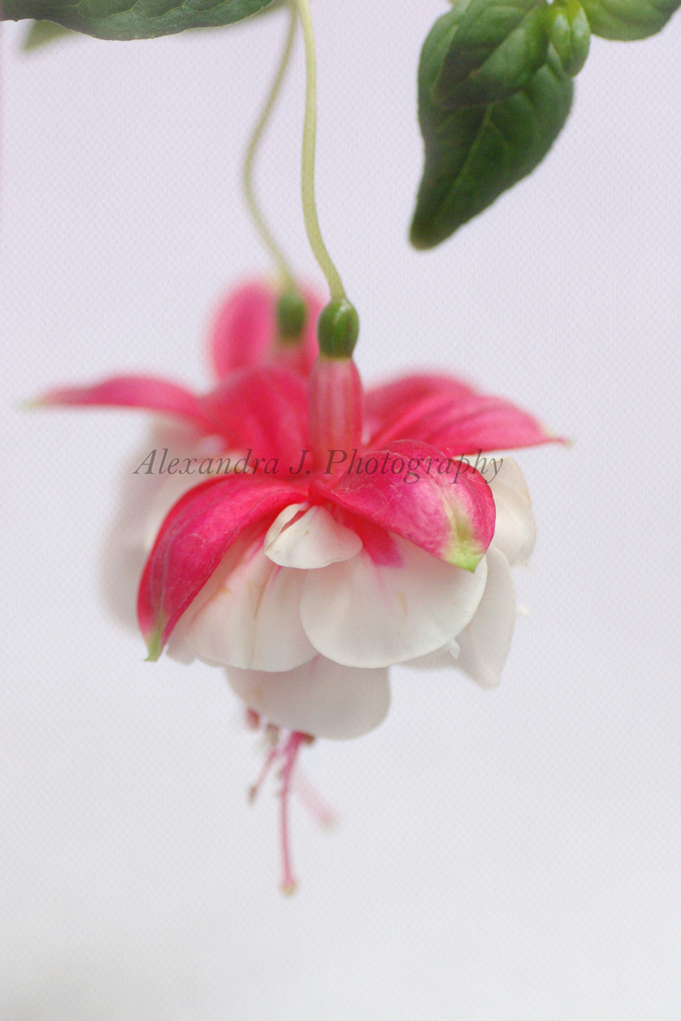 Pentax K10D sample photo. Fuchsia photography