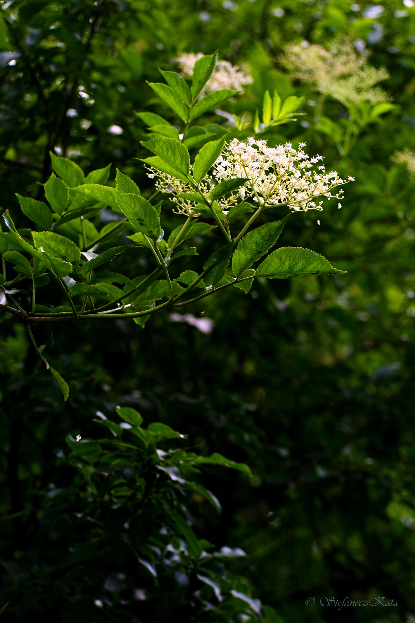 70.00 - 300.00 mm f/4.5 - 5.6 sample photo. Bodza photography