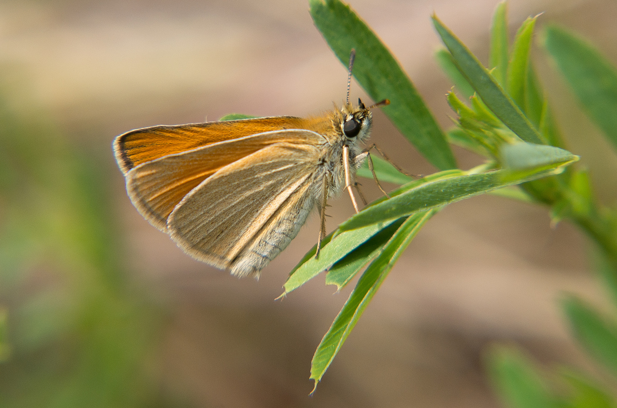 HD Pentax DA 55-300mm F4.0-5.8 ED WR sample photo. The essex skipper // thymelicus lineola photography