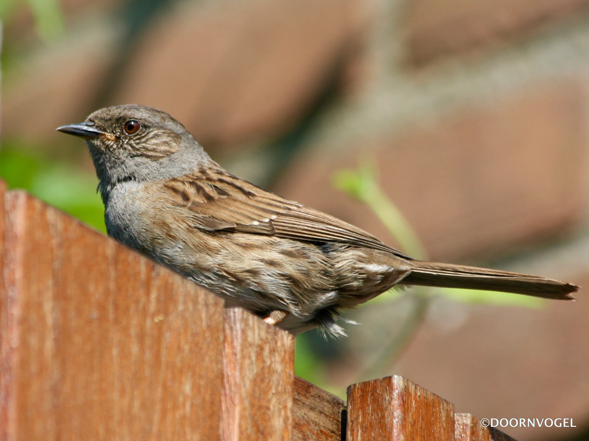 Canon EF 70-300mm F4-5.6 IS USM sample photo. Dunnock photography