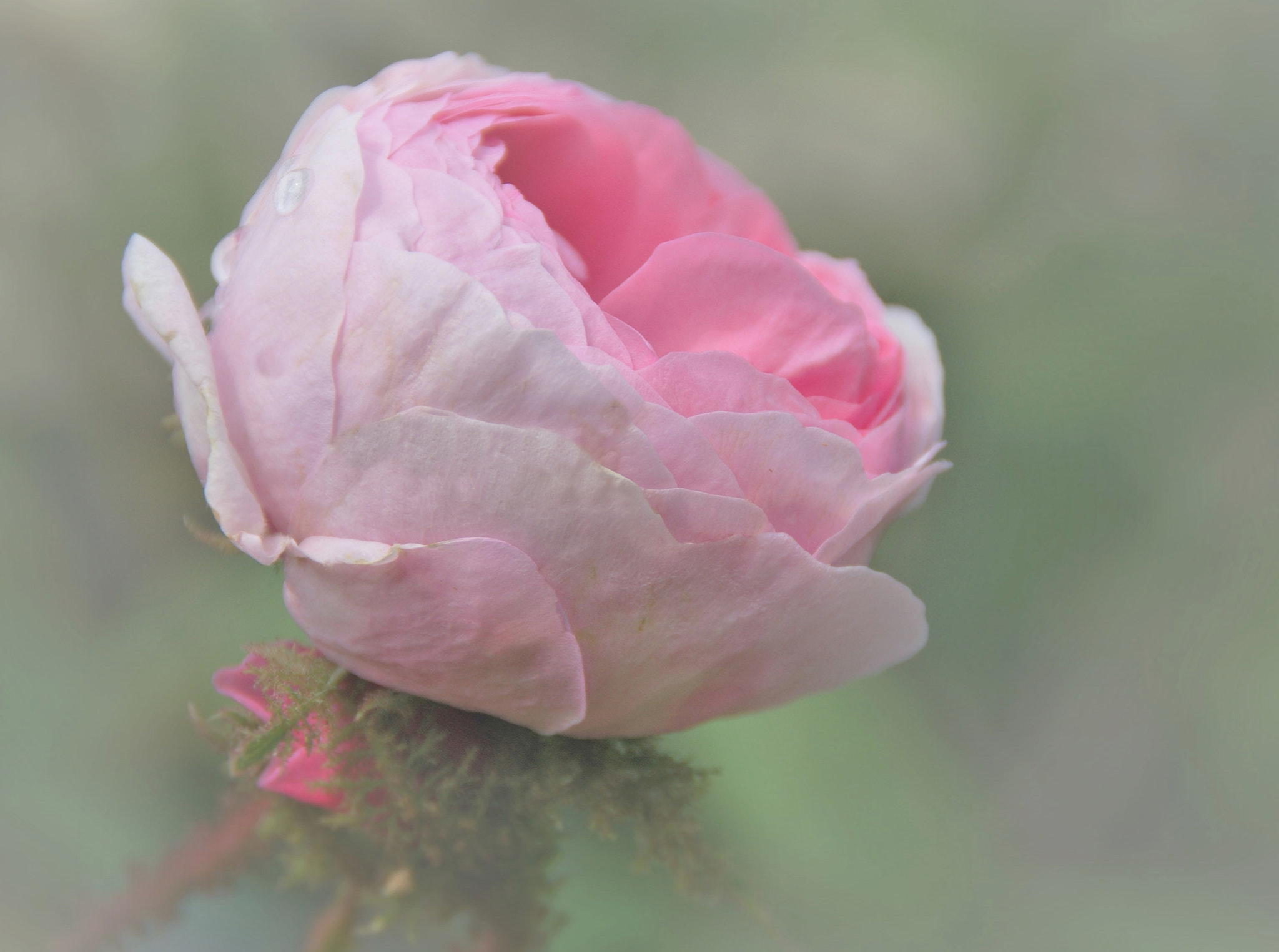 Sony Alpha DSLR-A290 sample photo. Rosa centifolia muscosa photography