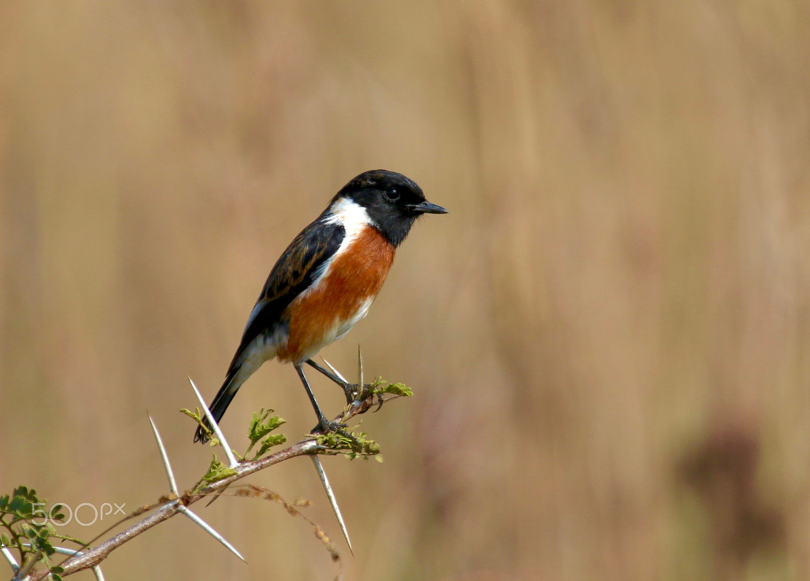 Canon EF 100-400mm F4.5-5.6L IS USM sample photo. African stonechat photography
