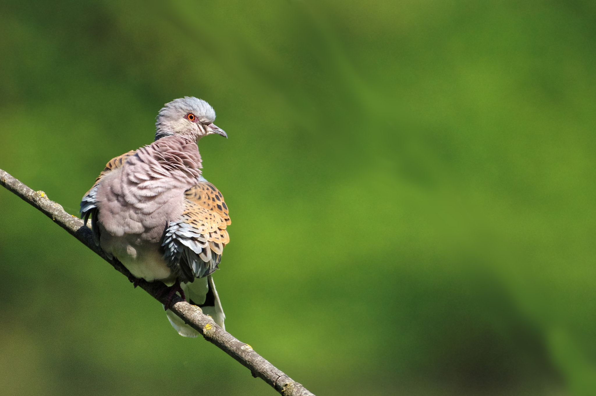 Pentax K-3 sample photo. Wild turtledove photography