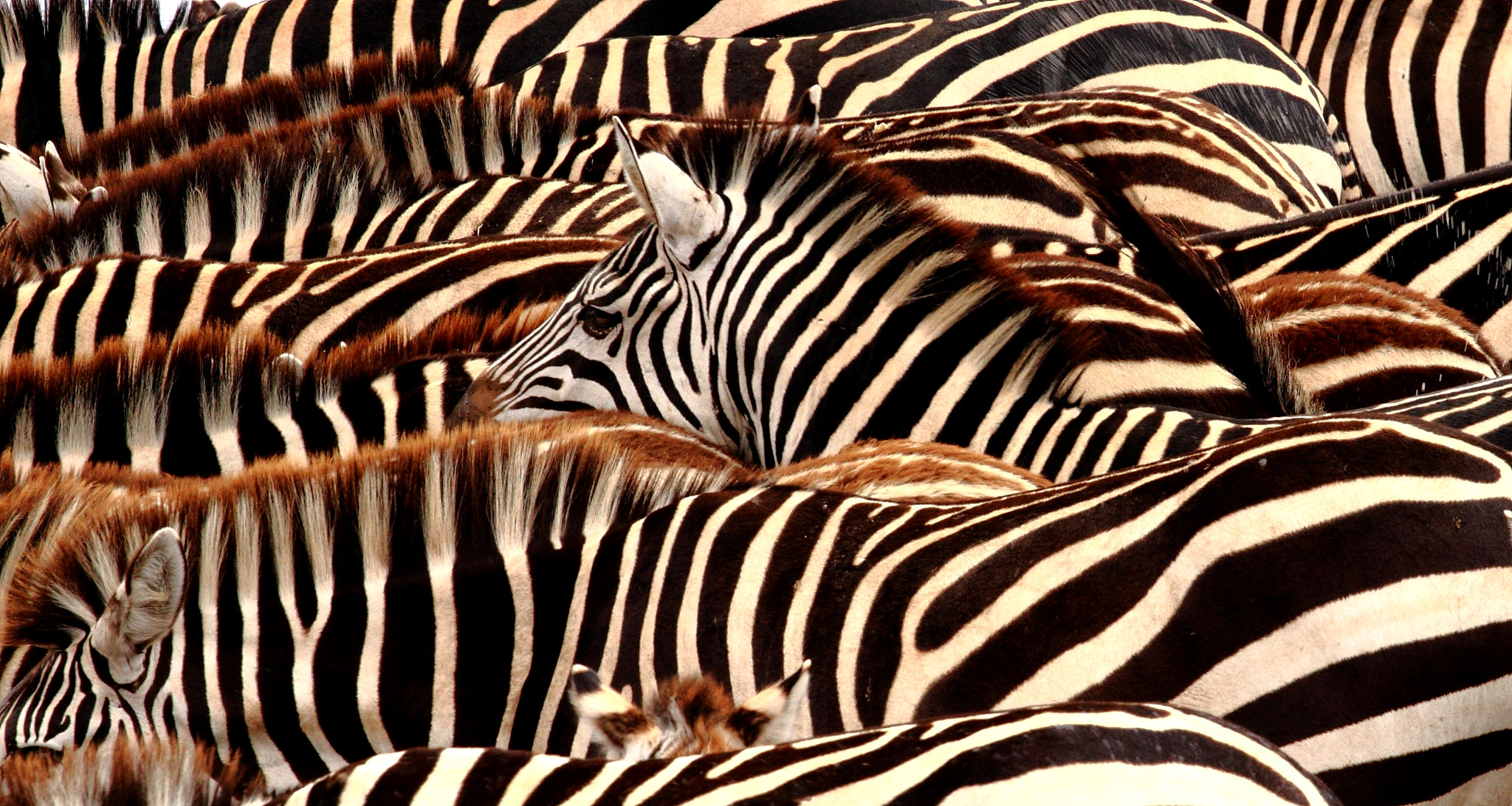 Canon EOS 7D + Canon EF 70-200mm F4L USM sample photo. Zebra code photography