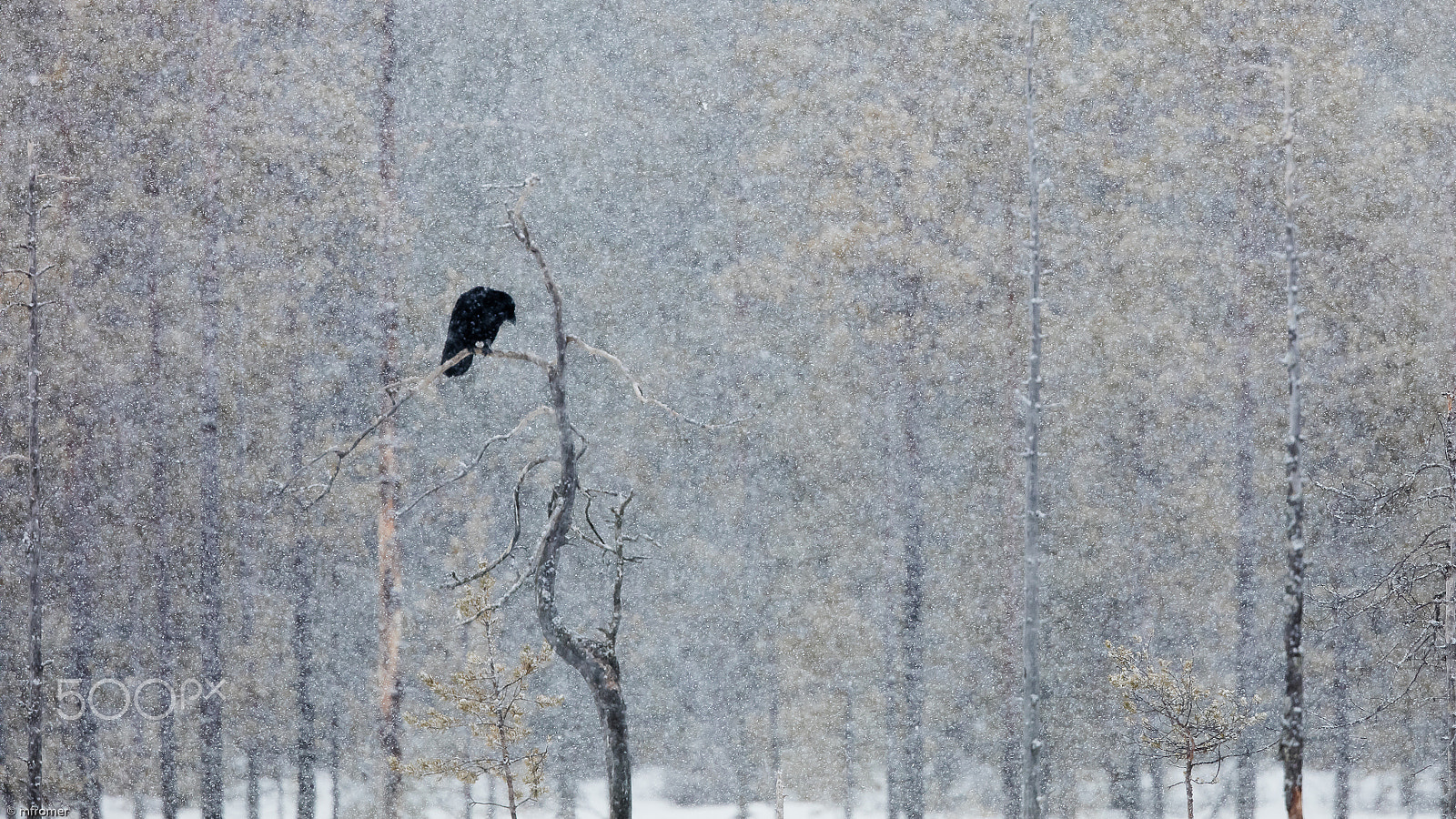 Canon EOS 5DS R + Canon EF 500mm F4L IS II USM sample photo. Raven during snowfall photography