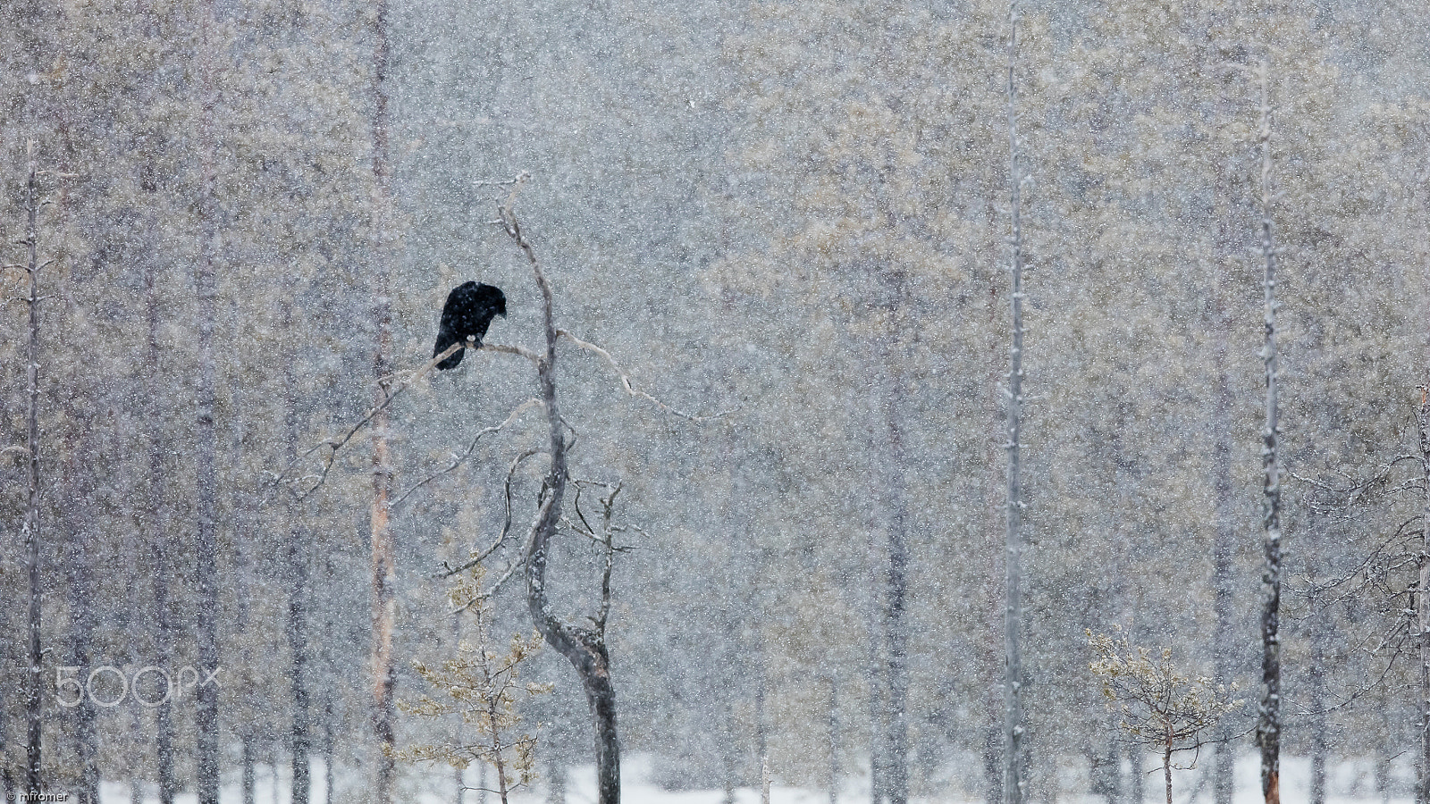 Canon EF 500mm F4L IS II USM sample photo. Raven during snowfall photography