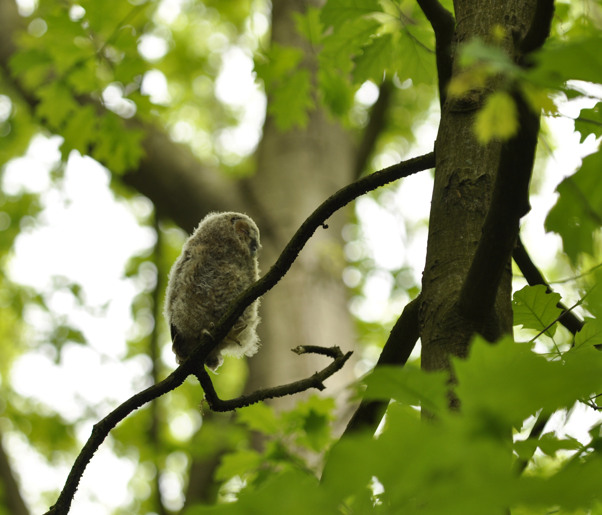 Sigma 150mm F2.8 EX DG Macro HSM sample photo. Young owl photography