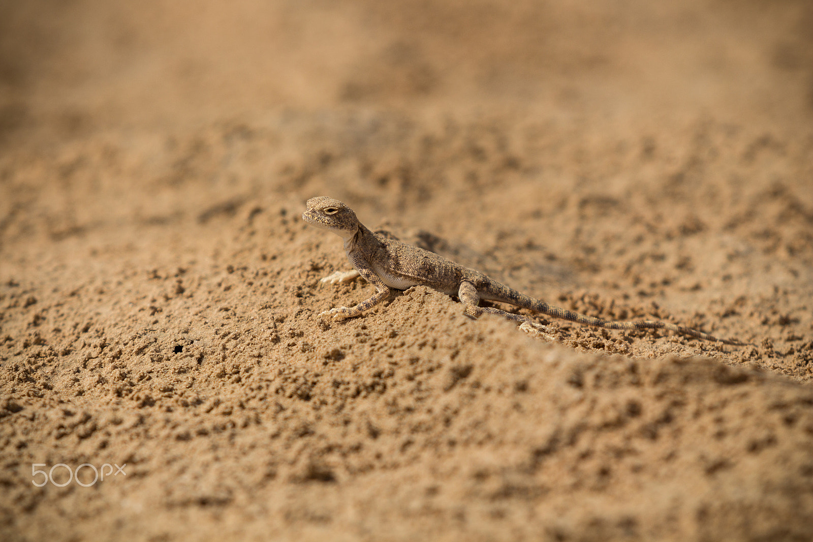 Canon EF 70-200mm F2.8L USM sample photo. Desert streaker photography