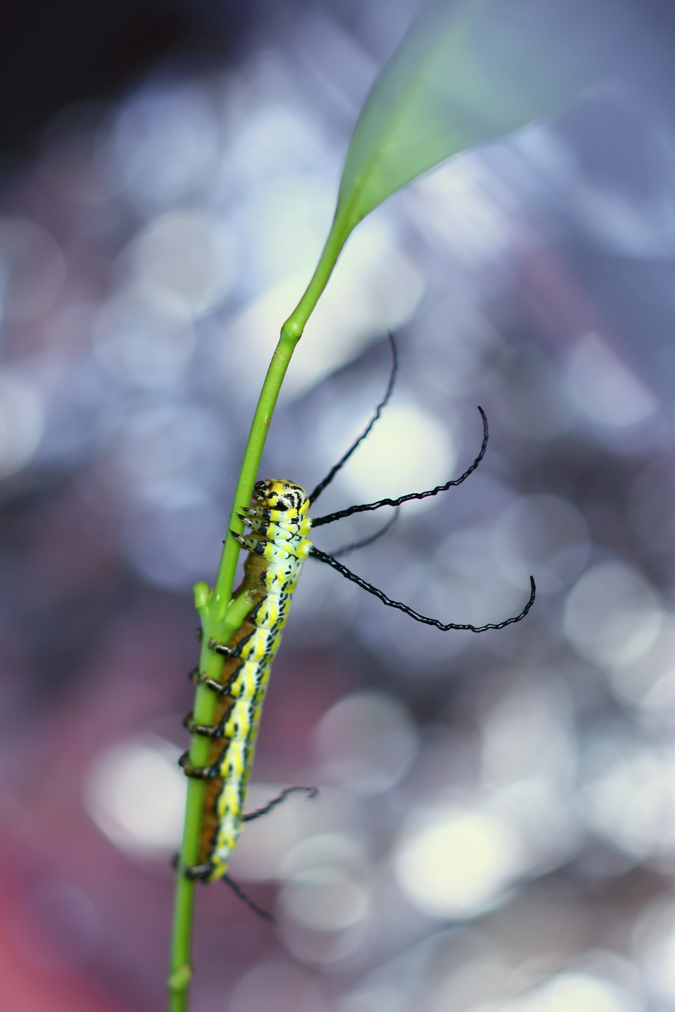 ZEISS Makro-Planar T* 50mm F2 sample photo. Last one leaf photography