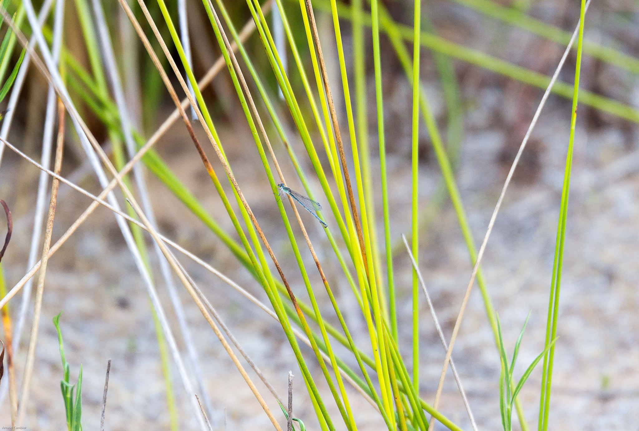 Sigma 24-105mm f/4 DG OS HSM | A sample photo. Dragonfly photography